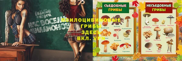 гашиш Богданович